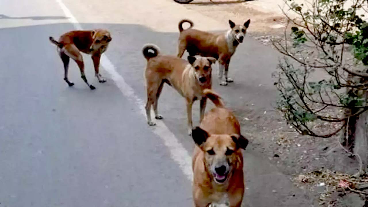 Mahbubnagar: దారుణం.. 25 మంది చిన్నారులపై వీధి కుక్కల దాడి