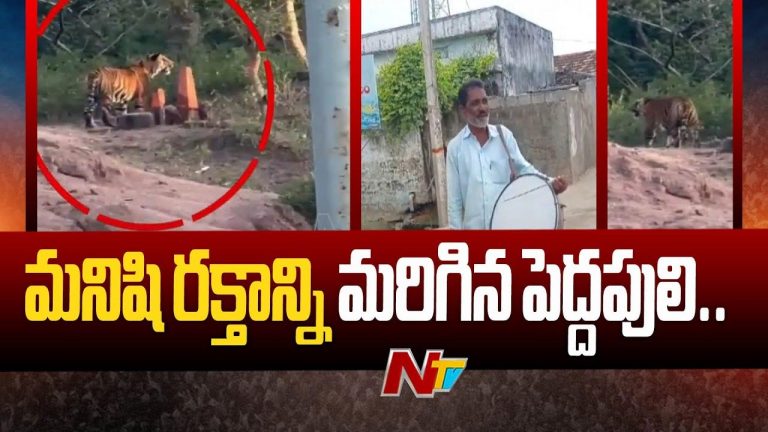 Tiger Search Operation: కొమురంభీం జిల్లా సిర్పూర్ అటవీ ప్రాంతంలో పులి కోసం వేట..