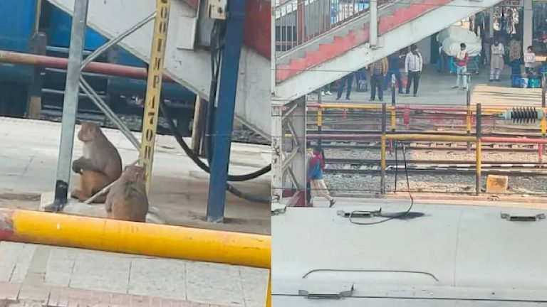 Monkeys Fighting: “కోతుల” కొట్లాట.. నిలిచిపోయిన రైళ్ల రాకపోకలు..