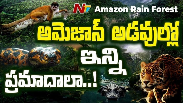 Amazon Rain Forest Secrets : అమెజాన్ అడవుల్లో ఇన్ని ప్రమాదాలా..!