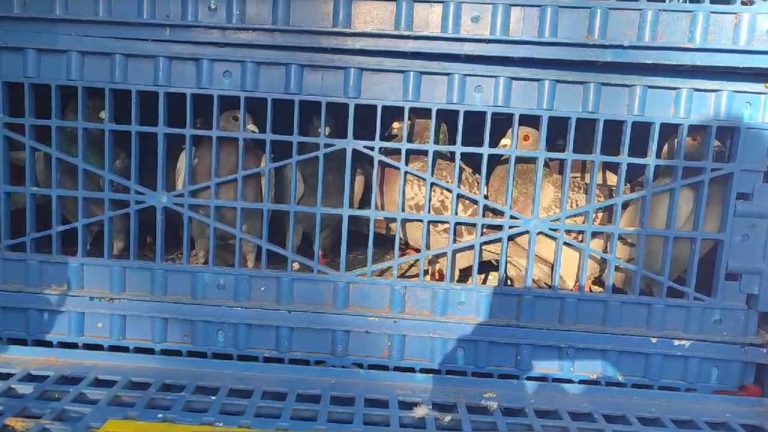 Betting : పావురాలతో ఆ పని చేస్తూ పట్టుబడ్డ కేటుగాళ్లు