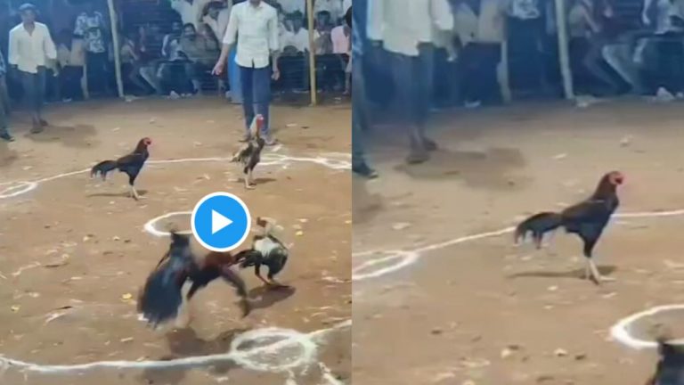 Cock Fighting: సైలెంట్‌గా నిలబడి.. 1.25 కోట్లు గెలిచిన కోడిపుంజు!