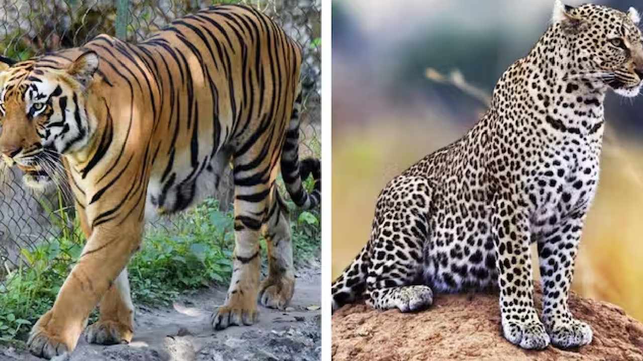 Bird flu: “బర్డ్ ఫ్లూ”‌తో 3 పులులు, ఒక చిరుత మృతి.. మహారాష్ట్రలో రెడ్ అలర్ట్..