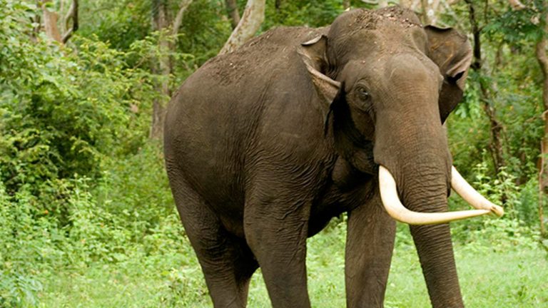 Chaudhary Elephant Attack: ఉప సర్పంచ్ రాకేష్ చౌదరి మృతి.. గజరాజుల జాడ కోసం గాలింపు!