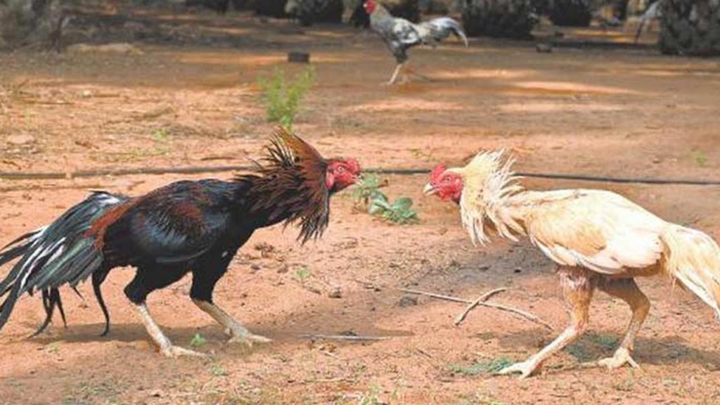 Cock Fight