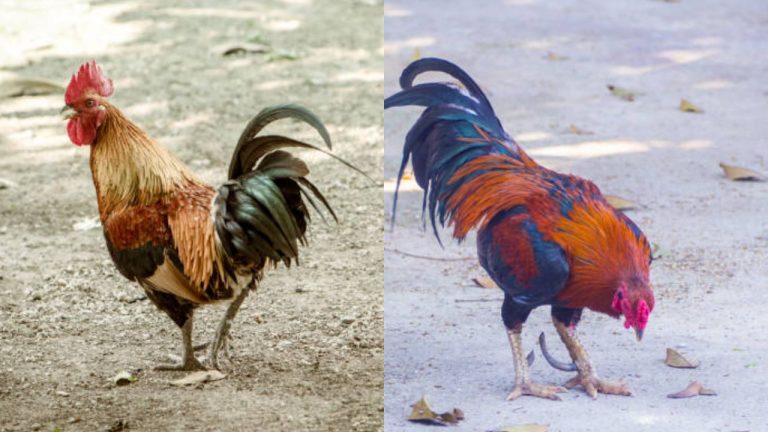 Sankranthi 2025: సీసీ కెమెరాలపై దుస్తులు కప్పి.. 5 లక్షల విలువైన కోళ్లను ఎత్తుకెళ్లిన దొంగలు!