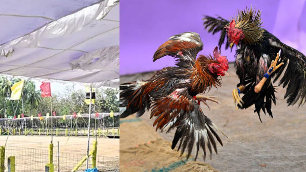 Cock Fights: రేపు ప్రారంభం కానున్న కోడి పందాలు.. పశ్చిమగోదావరి జిల్లాలో భారీ ఏర్పాట్లు!