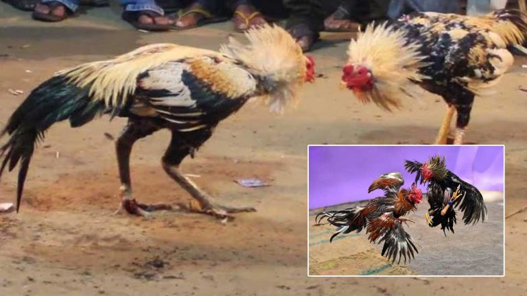 Cockfighting: జోరుగా కోడి పందాలు.. ఈ రకం కోళ్లే విన్నర్స్‌ ..!