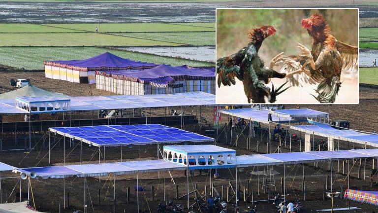 Cockfighting: కోడిపందాలకు సై.. ఏర్పాట్లలో పందెం రాయుళ్లు..!