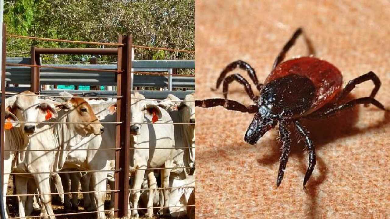 Congo fever: గుజరాత్‌లో ‘కాంగో ఫీవర్’ కలకలం.. 5 ఏళ్లలో తొలి మరణం..