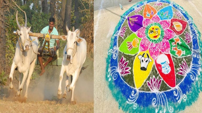 Sankranthi 2025: కంకిపాడులో వైభవంగా ఎడ్ల పందాలు, ముగ్గుల పోటీలు..