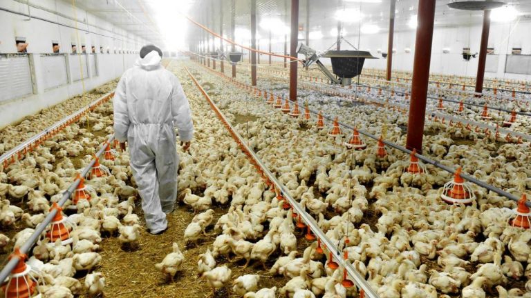 California :  అగ్ని ప్రమాదం తర్వాత కాలిఫోర్నియాలో కరోనా పరిస్థితులు