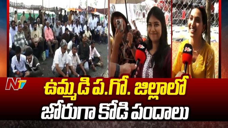 Sankranthi Celebrations: కోడిపందాల్లో కుటుంబ సమేతంగా వచ్చి సందడి చేస్తున్న అతిధులు..