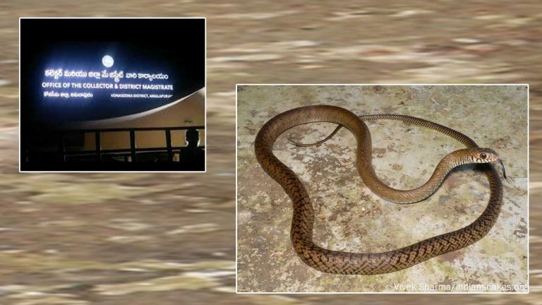 Snake in District Collectorate: కోనసీమ కలెక్టరేట్‌లో పాము హల్‌చల్‌.. మీటింగ్‌ హాల్‌లోకి దూసుకొచ్చి..!