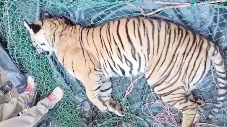 Kerala man-eater tiger: వయనాడ్‌లో మనుషులను చంపి తింటున్న పులి మృతి
