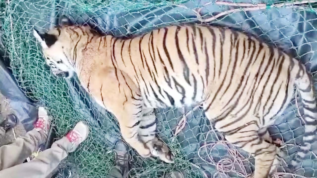 Kerala man-eater tiger: వయనాడ్‌లో మనుషులను చంపి తింటున్న పులి మృతి