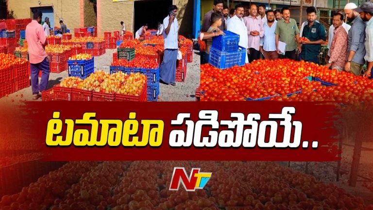 Madanapalle Market: టమాటా రైతు కంట నీరు.. పంటను పొలాల్లోనే వదిలేయాల్సిన పరిస్థితి..!