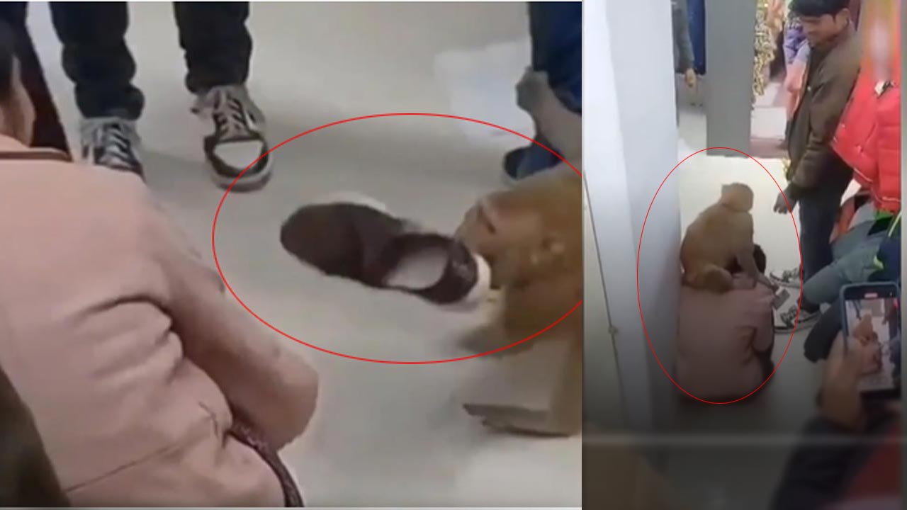 UP: ఓ షాపింగ్ మాల్‌లో కోతి హల్‌చల్.. కస్టమర్లకు చుక్కలు చూపించిన మంకీ