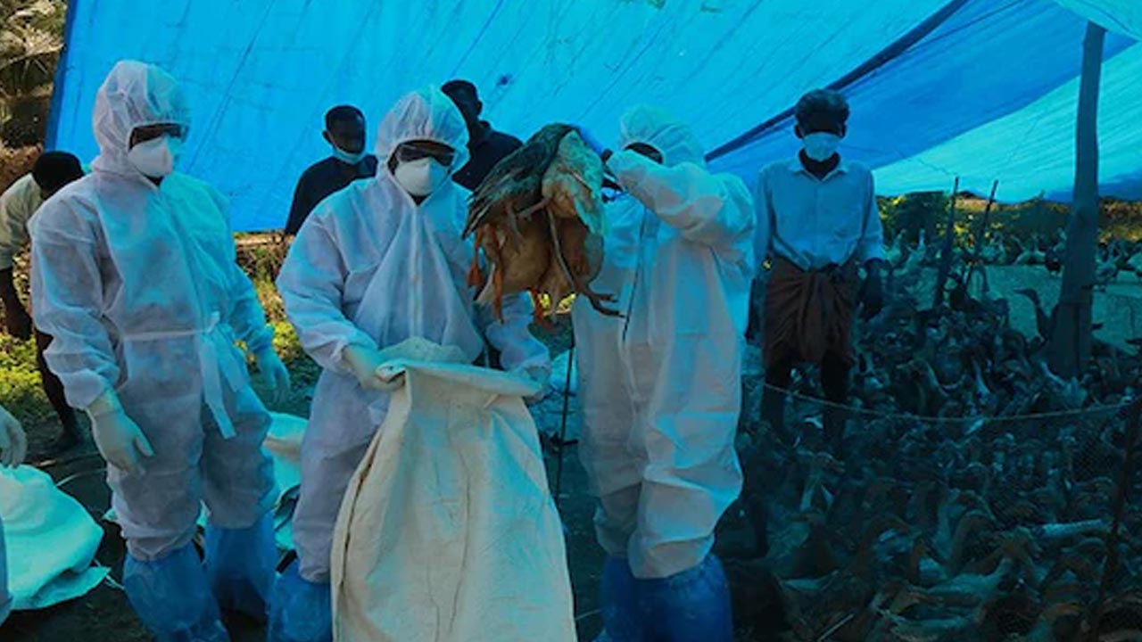 Bird Flu: అమెరికాలో కలకలం రేపుతున్న తొలి బర్డ్‌ ఫ్లూ మరణం..