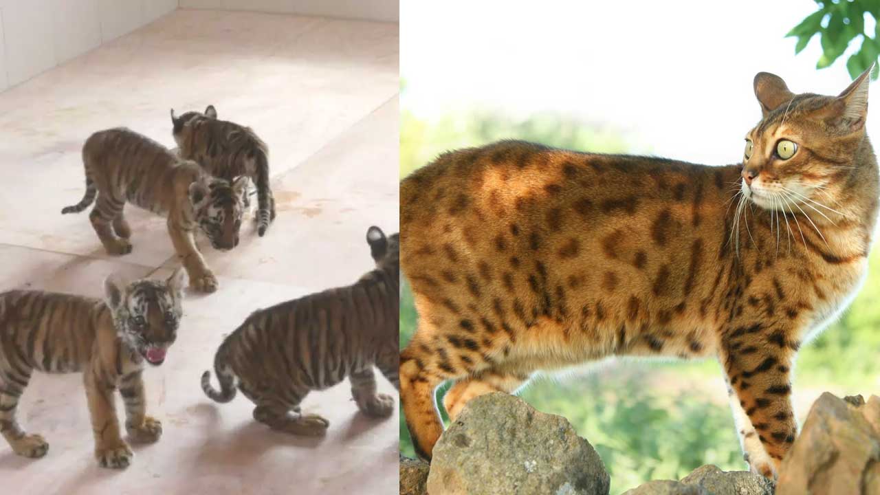 Andhra Pradesh: అవి పులులు కాదు.. పిల్లులు.. ఊపిరి పీల్చుకున్న గ్రామస్తులు..