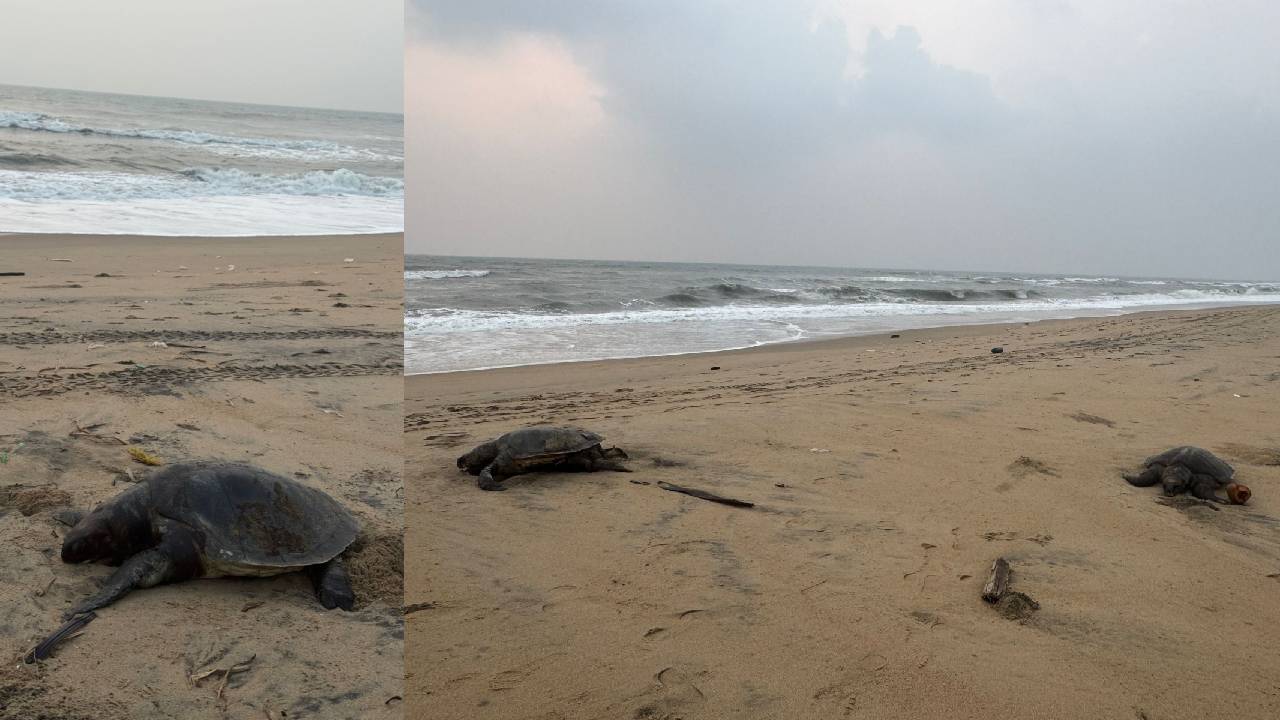 Olive Ridley turtles: చెన్నై తీరంలో వేల సంఖ్యలో ‘‘ఆలివ్ రిడ్లే తాబేళ్ల’’ మృతి..