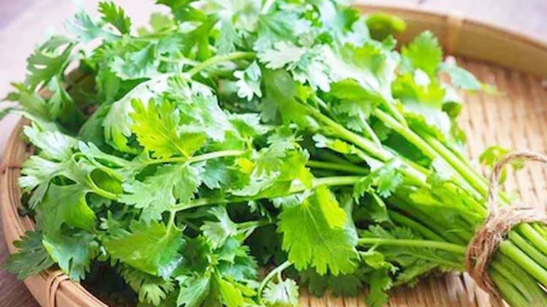 Health Tips: కొత్తిమీరలో బోలెడన్ని ఆరోగ్య ప్రయోజనాలు.. తింటే ఆ రోగాలన్నీ మాయం!