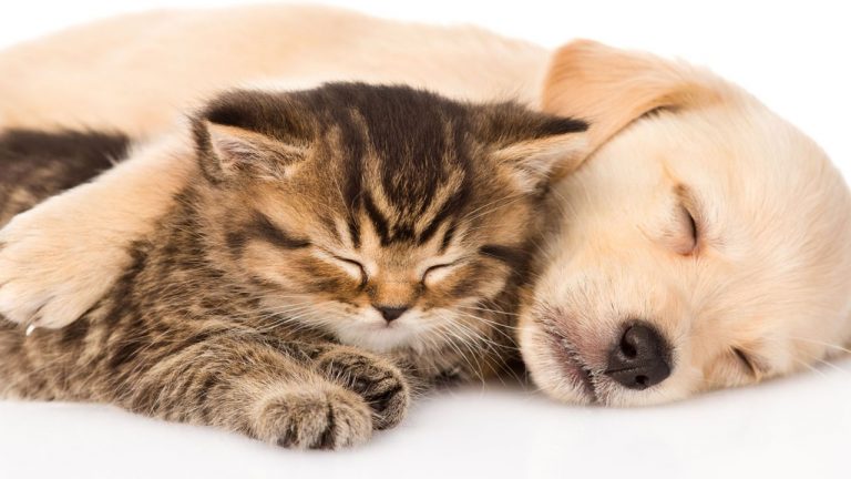 Health Tips : పిల్లులు, కుక్కలు పెంచుకుంటున్నారా? వాటితో “ప్రాణాంతక వ్యాధి”!