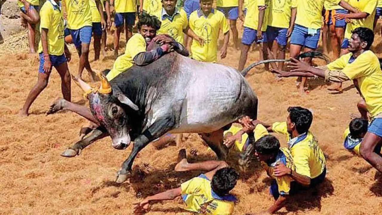 Jallikattu: తమిళనాడులోని అవనియపురంలో ప్రారంభమైన జల్లికట్టు..