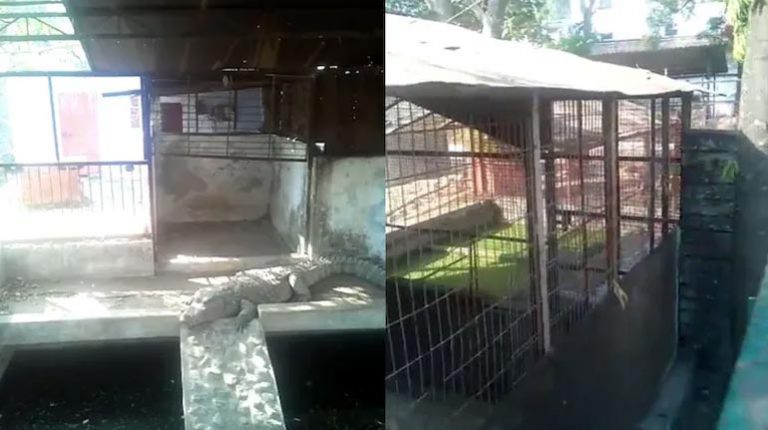 IT Raids: బీజేపీ మాజీ ఎమ్మెల్యే ఇంట్లో ఐటీ రైడ్స్.. బయట పడిన మూడు మొసళ్లు..