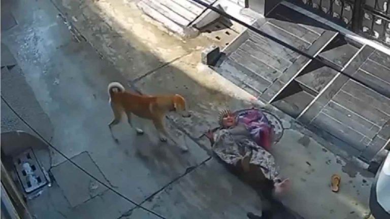 Dog Attack: దారుణం.. వృద్ధురాలిపై వీధి కుక్కల గుంపు దాడి..