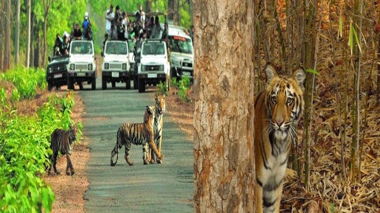 Maharashtra: మహారాష్ట్రలో పులులకు కుటుంబ నియంత్రణ ఆపరేషన్