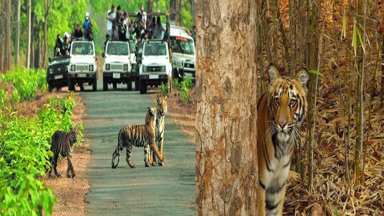 Maharashtra: మహారాష్ట్రలో పులులకు కుటుంబ నియంత్రణ ఆపరేషన్