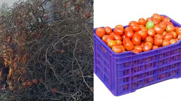 Tomato Price Drop: భారీగా టమాటా ధరల పతనం.. ధర లేకపోవడంతో పంట తగలబెట్టిన రైతు
