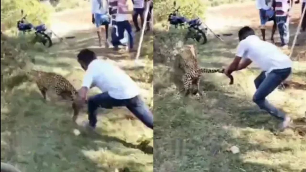 Leopard Catch: అరె ఏంది భయ్యా.. చిరుతపులిని అలా పట్టేసావ్.. (వీడియో)