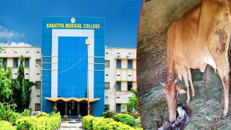 Warangal: తల్లడిల్లిపోయిన గోమాత.. వీడియో కాల్ ద్వారా ప్రసవం చేసిన మెడికల్ విద్యార్థులు..