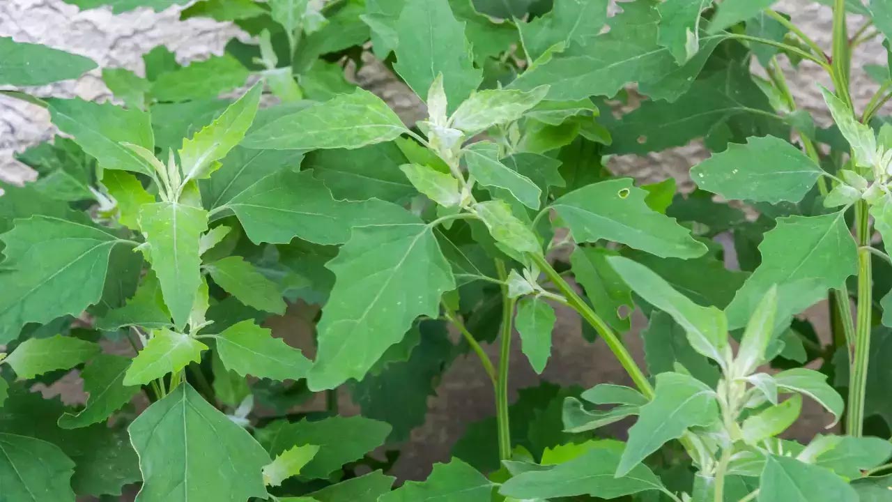 Bathua Leaves Benefits: ఈ ఆకు గురించి మీకు తెలుసా..? ఎంత మేలు చేస్తుందో తెలిస్తే వదిలిపెట్టరు