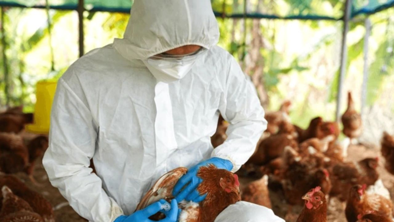 Bird Flu: 95 గ్రామాలలో నాటుకోళ్లకు బర్డ్ ఫ్లూ.. లబోదిబోమంటున్న పెంపకం దారులు!