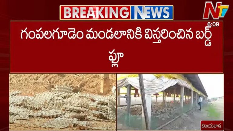 Bird Flu In AP: నిమిషాల వ్యవధిలోనే చనిపోతున్న కోళ్లు.. ప్రభుత్వమే ఆదుకోవాలంటున్న పౌల్ట్రీ నిర్వాహకులు..