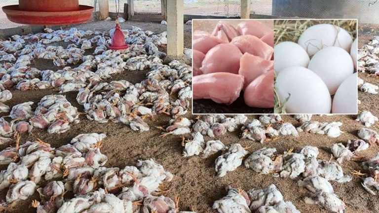 Chickens and Eggs Ban: లక్షలాది కోళ్లు మృత్యువాత.. కోళ్లు, గుడ్ల రవాణాపై నిషేధం..
