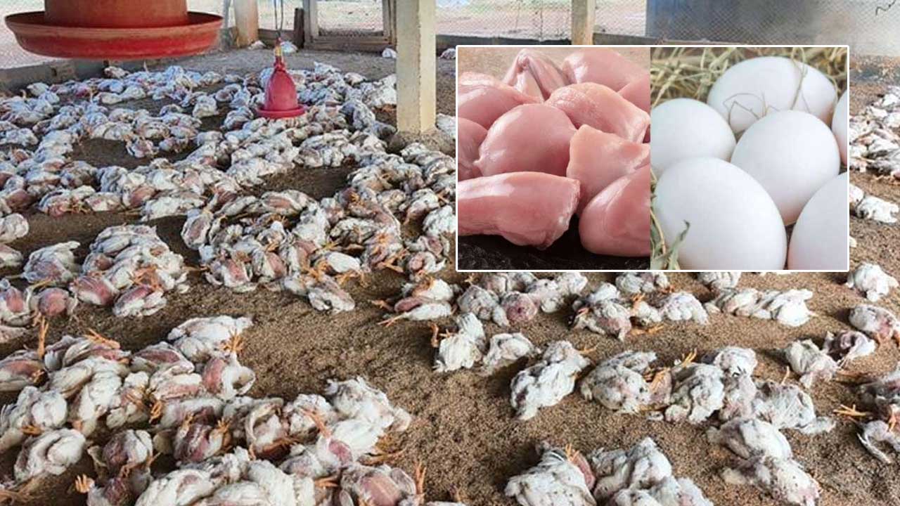 Chickens and Eggs Ban: లక్షలాది కోళ్లు మృత్యువాత.. కోళ్లు, గుడ్ల రవాణాపై నిషేధం..