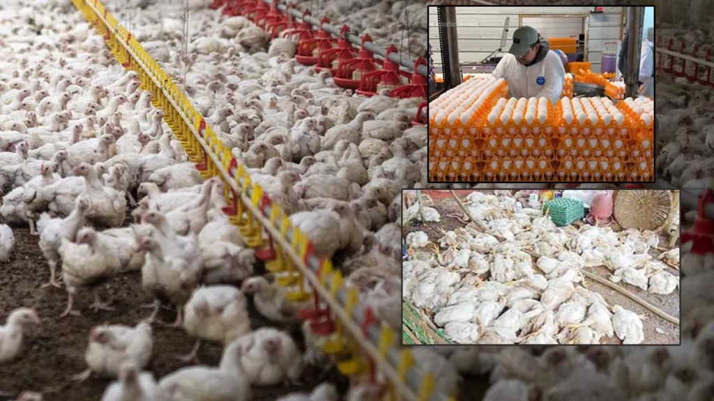 Chickens And Eggs Ban