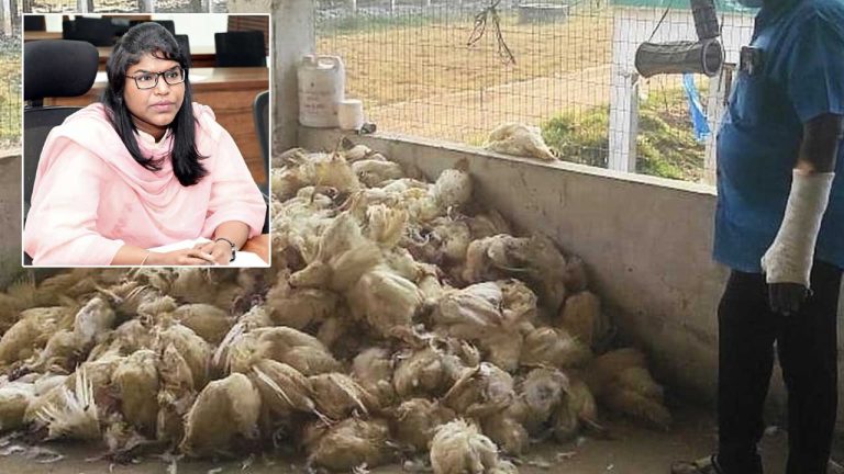 Bird Flu: ఏలూరులో ఓ వ్యక్తికి సోకిన బర్డ్‌ ఫ్లూ..! క్లారిటీ ఇచ్చిన కలెక్టర్