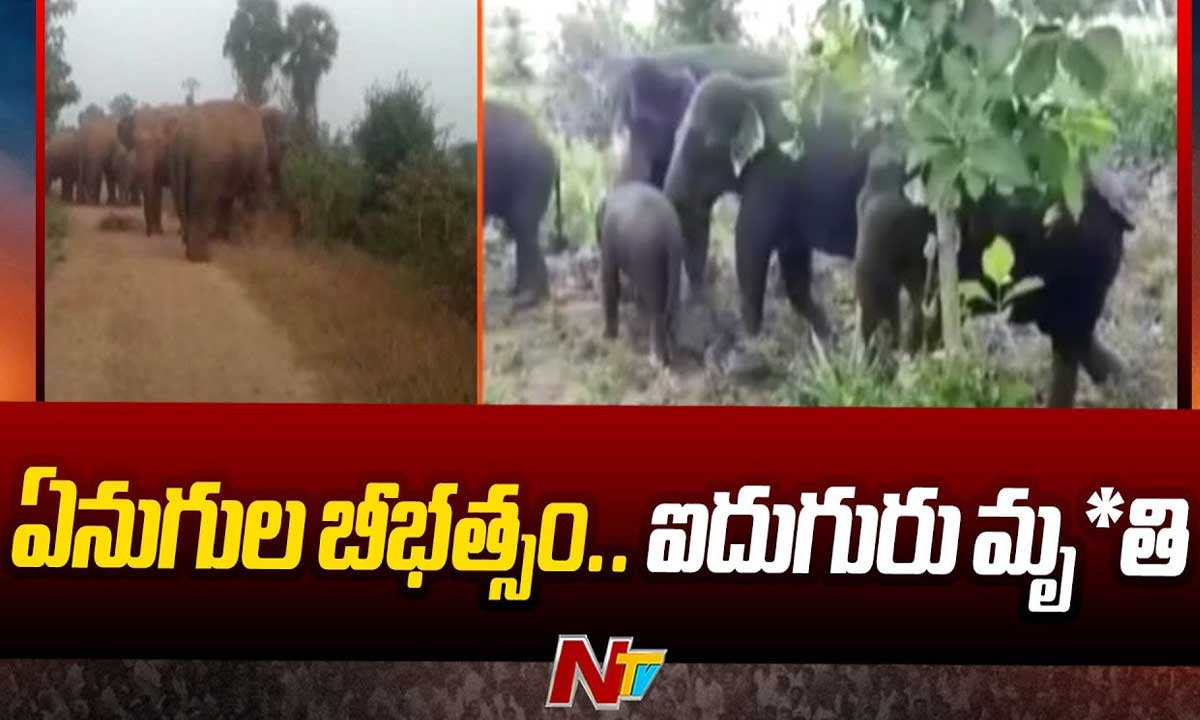 Elephants Attack: ఏనుగుల గుంపు దాడిలో ఐదుగురు భక్తులు మృతి..