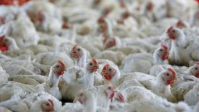 Hyderabad Chicken Sales: బర్డ్ ఫ్లూ ఎఫెక్ట్.. హైదరాబాద్‌లో భారీగా తగ్గిన చికెన్ అమ్మకాలు!