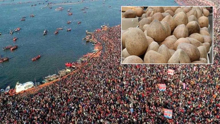 Konaseema Kuridi Coconut: కుంభమేళా ఎఫెక్ట్.. కోనసీమ కురిడీ కొబ్బరికి ఫుల్‌ డిమాండ్..