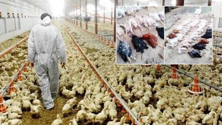 Mysterious Disease: కోళ్లకు  అంతుచిక్కని వ్యాధి..! రైతుల్లో ఆందోళన.. చికెన్‌ తినొచ్చా..?