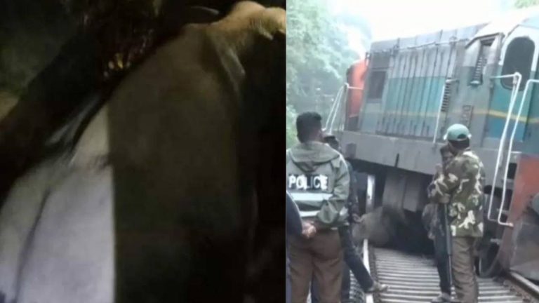 Elephants : రైలు ఢీకొని ఆరు ఏనుగులు మృతి… ప్రతి ఏడాది ఇలా ఎన్ని చనిపోతున్నాయంటే ?