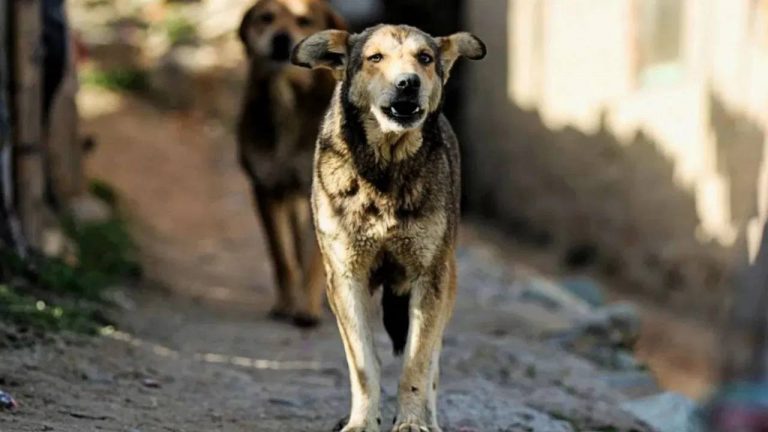 Tamilnadu : తమిళనాడులో వీధి కుక్కల బారీన పడిన 14వేల మంది