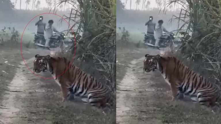 UP: రైతుకు సమీపంగా వచ్చిన పులి.. ఆ తర్వాత ఏం జరిగిందంటే..!