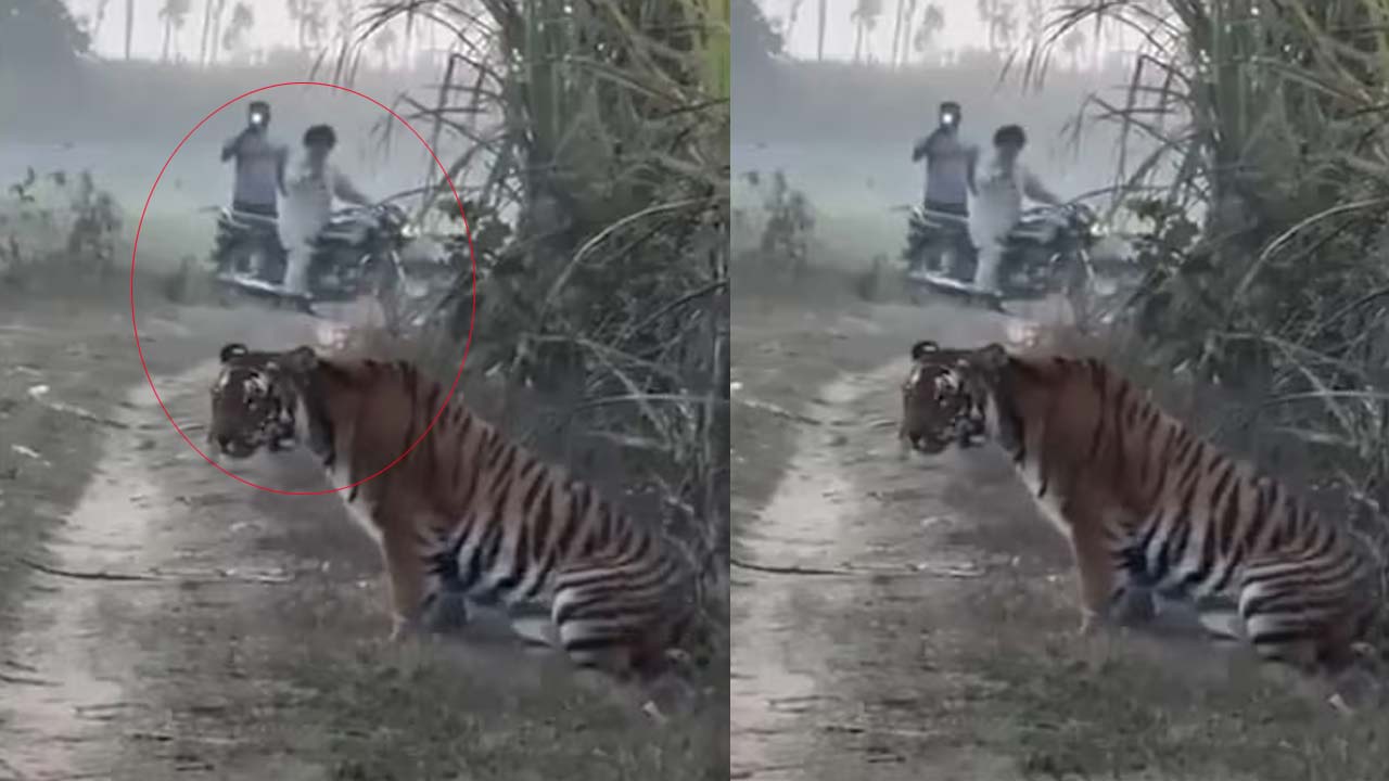 UP: రైతుకు సమీపంగా వచ్చిన పులి.. ఆ తర్వాత ఏం జరిగిందంటే..!